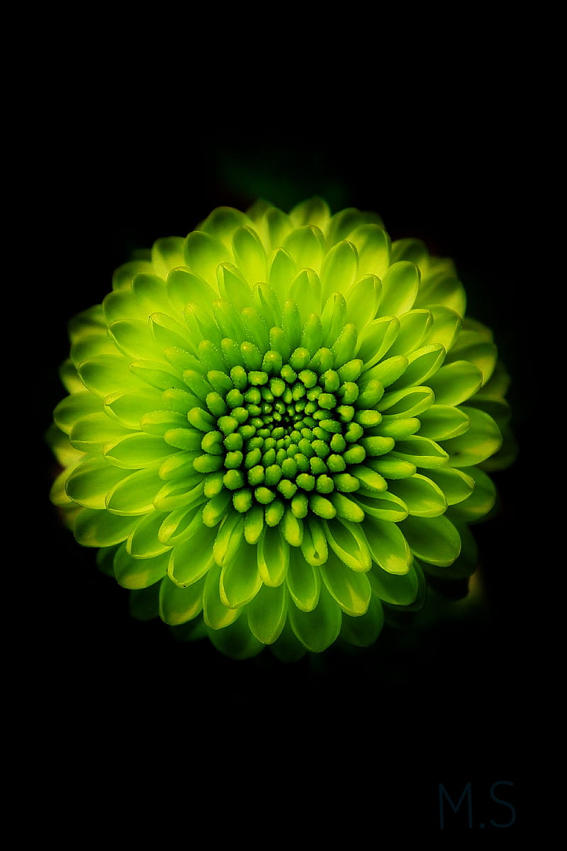 Green flower iPhone Wallpapers Free Download