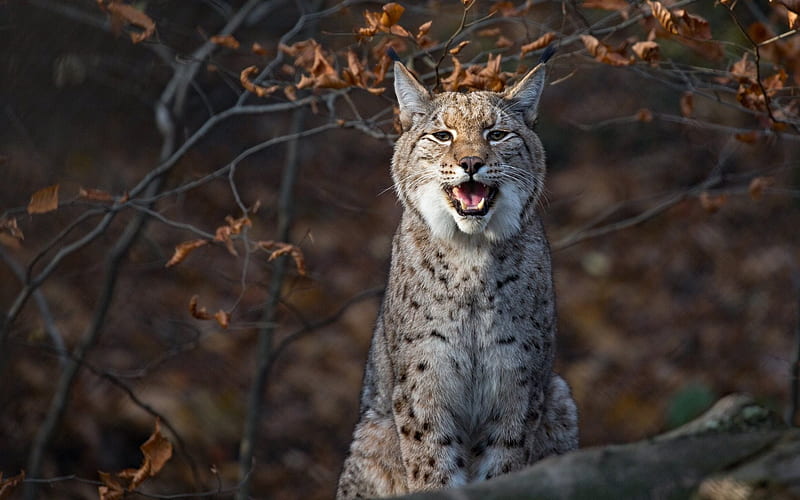 lynx, wild cat, wildlife, wood, HD wallpaper