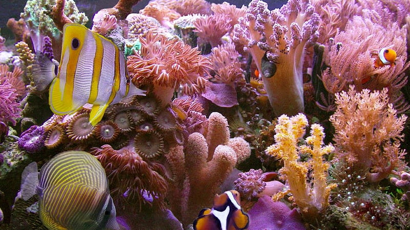 Pink And Yellow Fishes And Coral Under Sea Animals, HD wallpaper