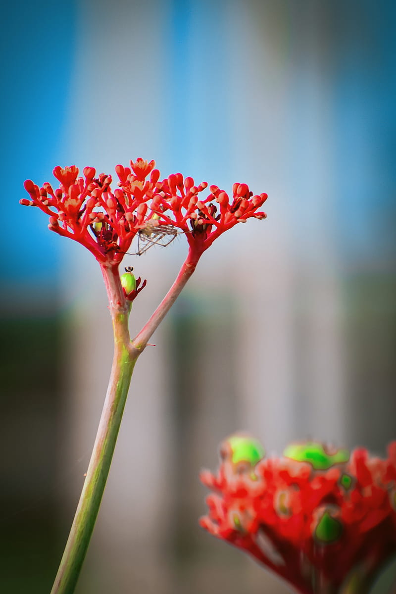 Red Flower, dslr, nature, nature graphy, HD phone wallpaper