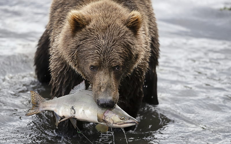 brown bear, fishing, bear caught fish, salmon, river, wildlife, bears, HD wallpaper