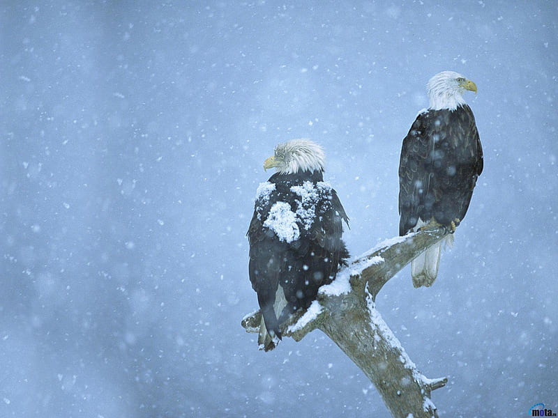 Eagles in the Snow, snow, bald eagles, eagle, birds, animal, winter, HD wallpaper