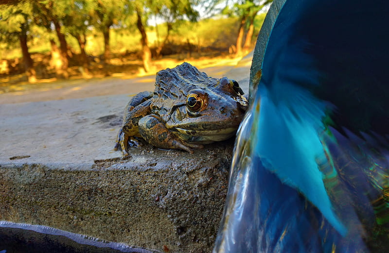 Frog, background, blur, click, forest, frogs, india, nature, toad, water, HD wallpaper