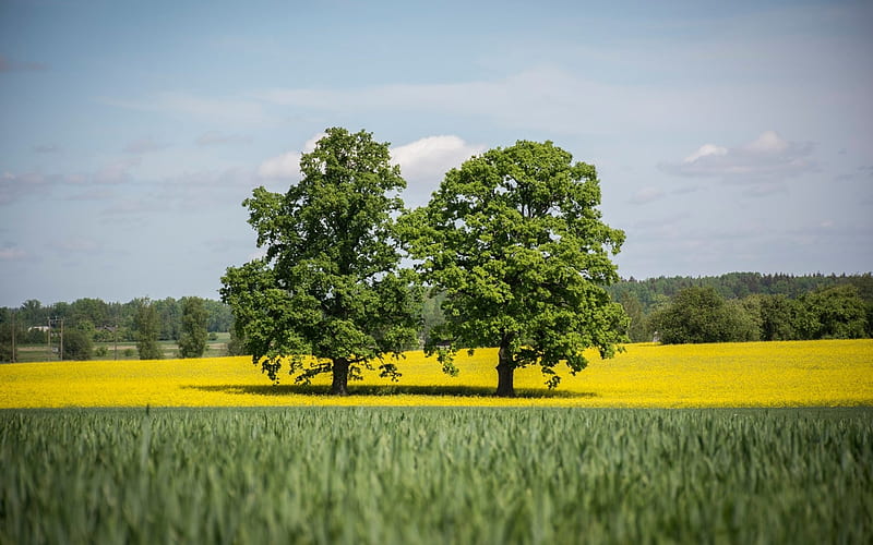 Oaks in Rapeseed Field, Latvia, trees, rapeseed, field, HD wallpaper