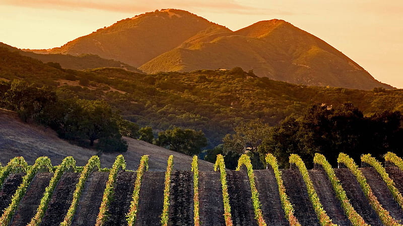 Vineyard On Mountain California Travel, HD wallpaper