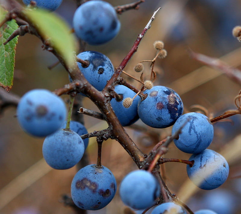 Blueberry Berry Blue Cool Nice Hd Wallpaper Peakpx