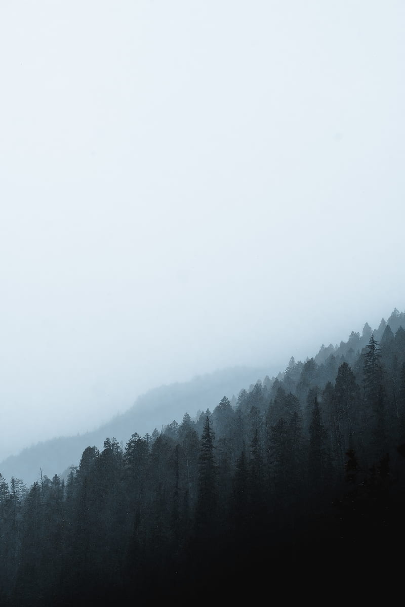 forest, fog, slope, pine, conifer, HD phone wallpaper