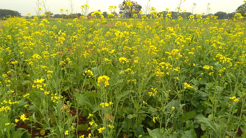 Mustard field, beauty, nature, HD wallpaper