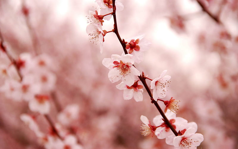 Pink cherry blossom-beauty spring, HD wallpaper