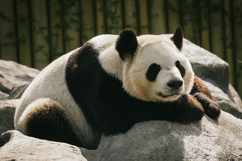 Panda, animal, sleep, HD wallpaper | Peakpx