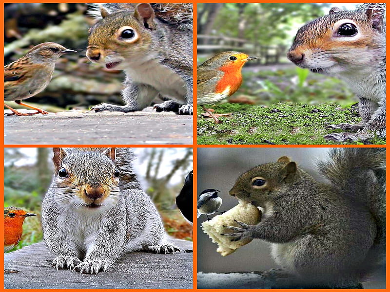 The Story, Collages, graphy, Food, Story, Squirrels, Birds, HD wallpaper