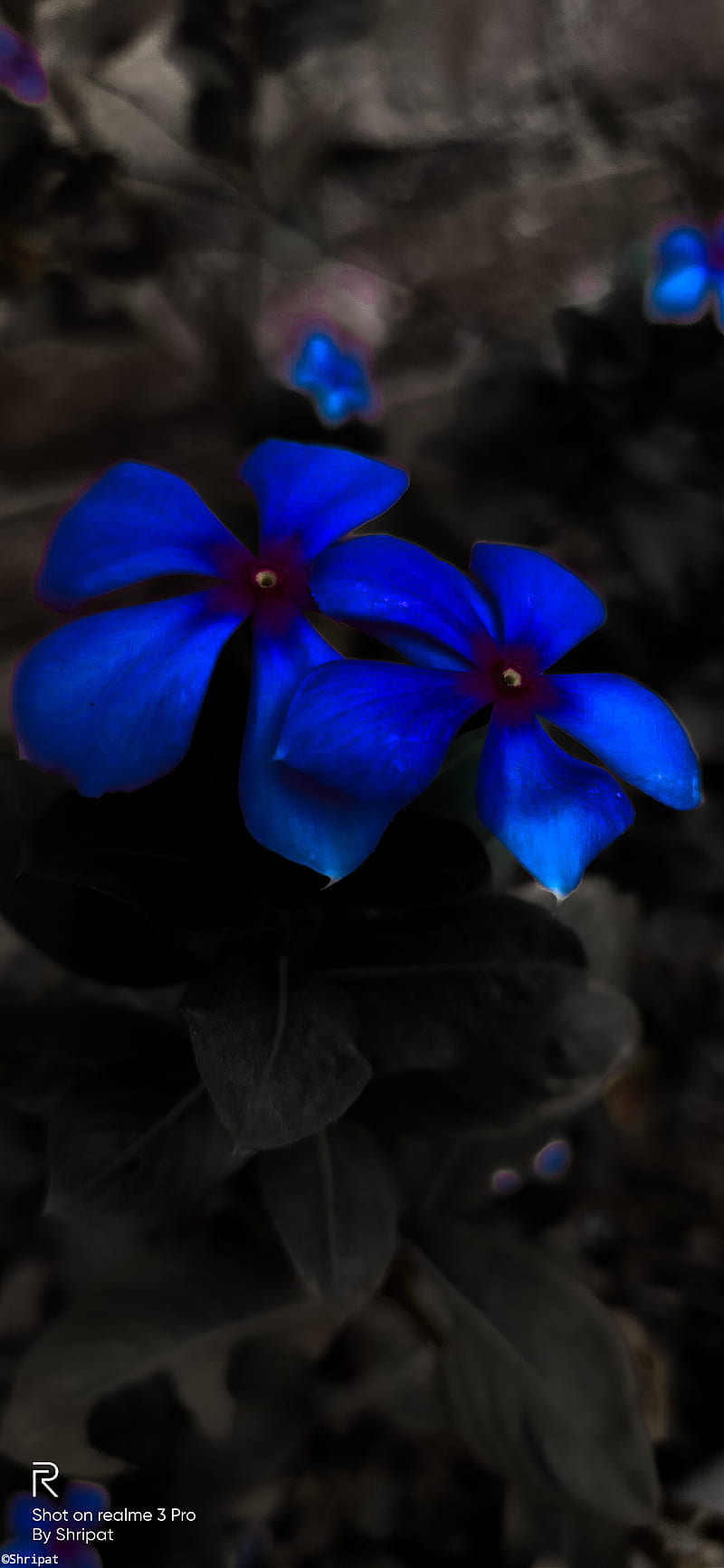 dark blue flower backgrounds