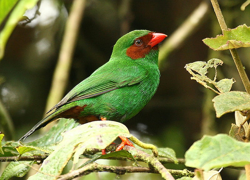 Green Bird, bonito, bird, green, HD wallpaper | Peakpx