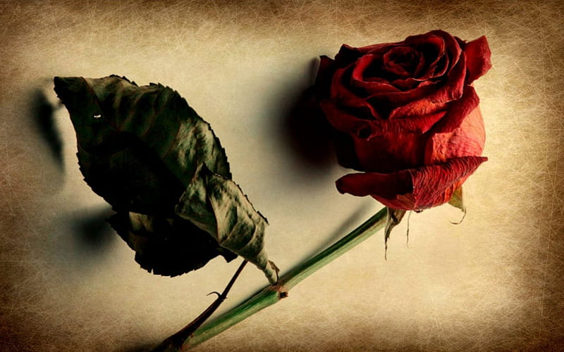 Red rose, flower, rose, dried, old, HD wallpaper