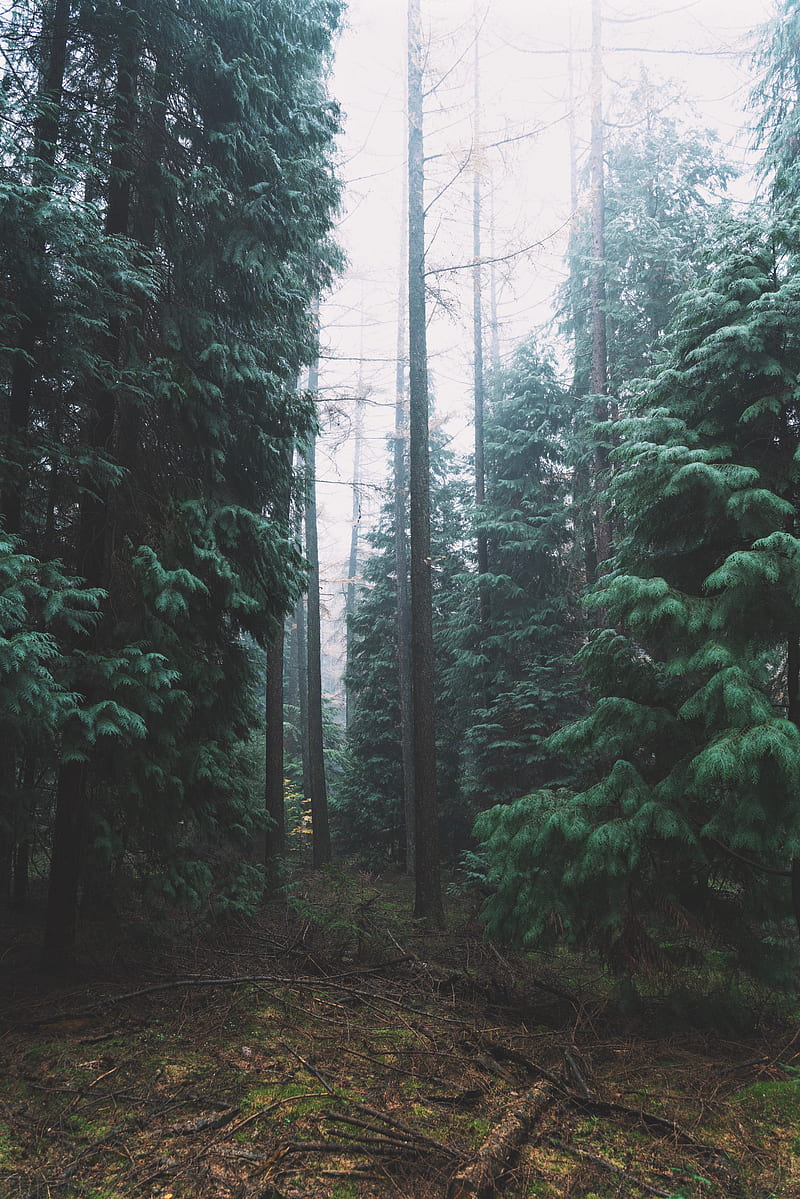 forest, fog, trees, conifer, HD phone wallpaper