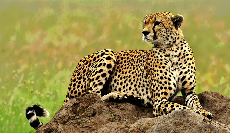 Cats, Cheetah, Big Cat , predator (Animal) , Africa , Serengeti , Tanzania, HD wallpaper