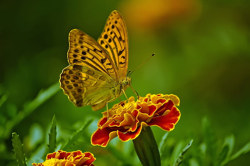 butterfly on flower, best, butterfly, cicek, flower, good, kelebek, nature, ot seed, HD wallpaper