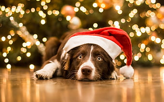 Christmas dog, painting, sheep, christmas, dog, HD wallpaper | Peakpx