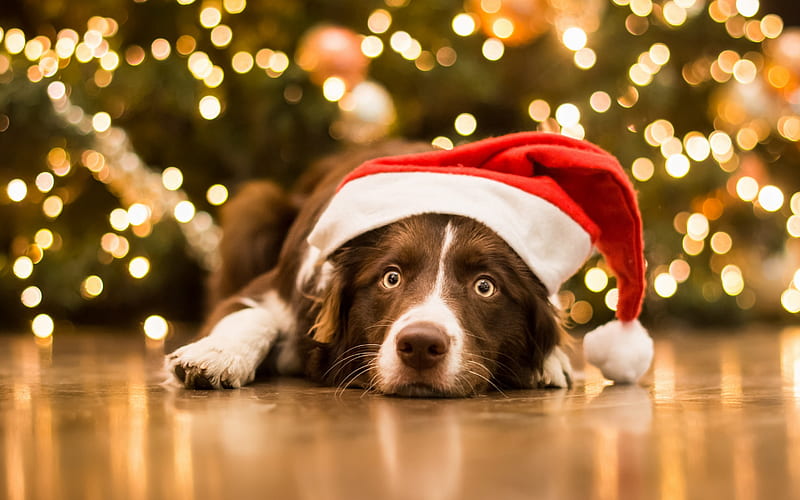 Border Collie, dog, Christmas, pets, New Year, HD wallpaper