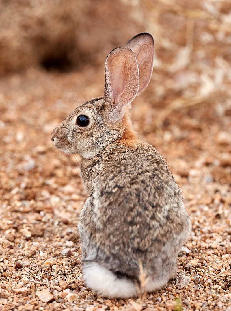 rabbit, ears, profile, fluffy, HD phone wallpaper