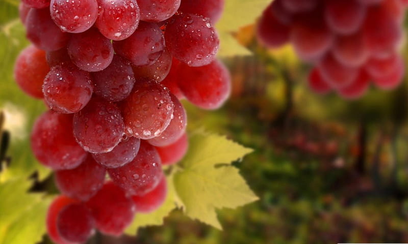 Vine Ripened Red Grapes, red, wet, sweet, fruit, round, grapes, leaves, bunch, natural, HD wallpaper