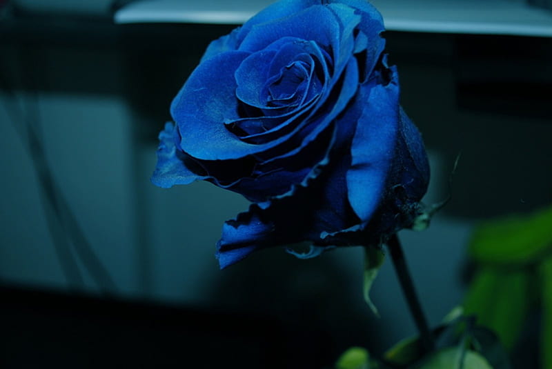 Blue Rose, flowers, roses, rose, blue, HD wallpaper | Peakpx
