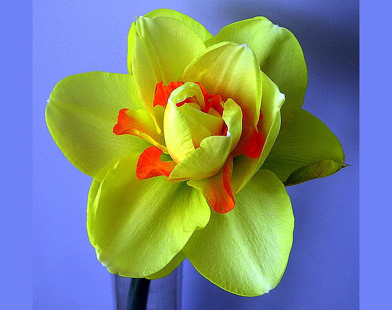 Green daffodil (Narcissus), green, hybrid, orange, flower, daffodil, rare, HD wallpaper