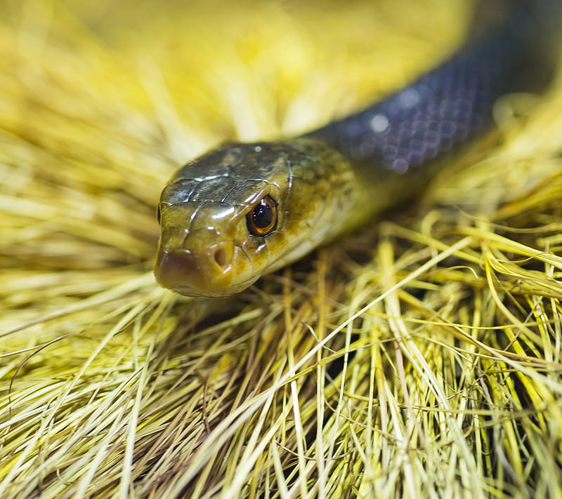 Snakes 2, animals, pets, reptiles, scary, slimy, HD wallpaper