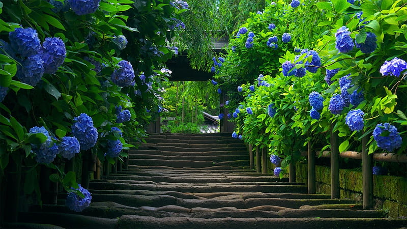 Garden, flower, stairway, nature, HD wallpaper