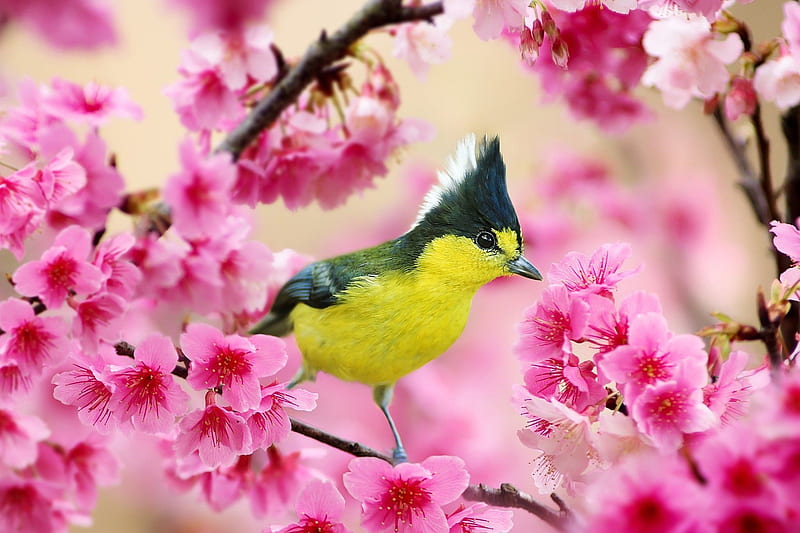 Taiwan Yellow Tit, blossom, bird, pasari, flower, pitigoi, spring, pink, HD wallpaper