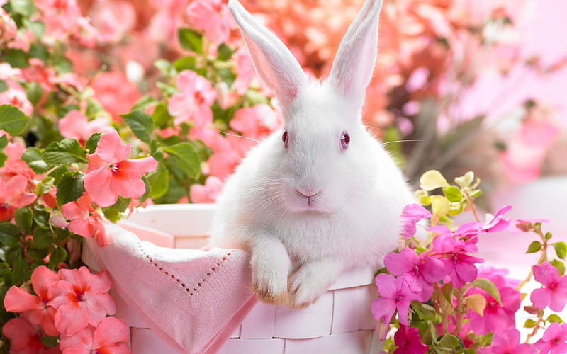 Springtime Hare-Animal selected, HD wallpaper