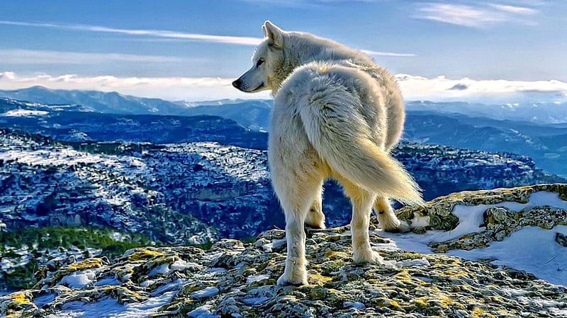 WHITE WOLF, White, Mountains, Wolf, Panorama, HD wallpaper | Peakpx