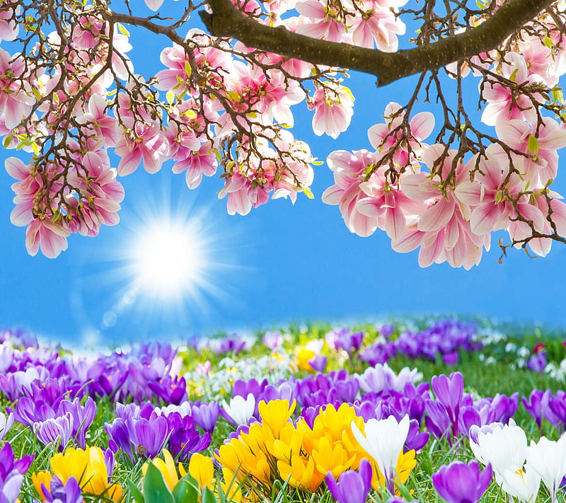 Spring Blossom, crocus, flowers, magnolia, meadow, spring, sunshine, HD wallpaper