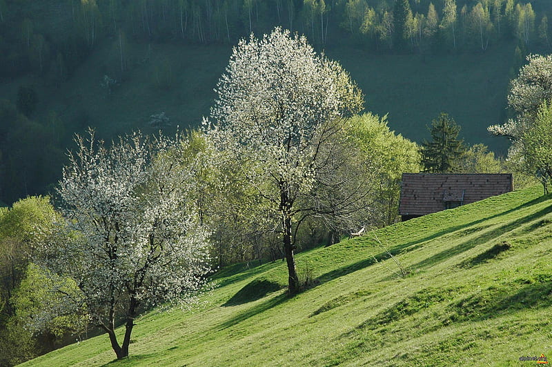 Good sign of spring blossom trees, spring, green grass, trees, white flowers, HD wallpaper