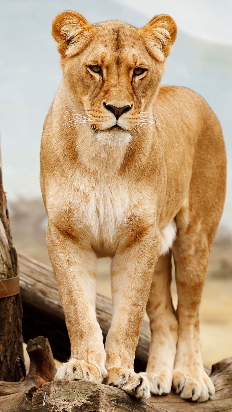 Tiger Lioness Standing On Wood, tiger lion, standing, wood, wild, animal, lioness, HD phone wallpaper