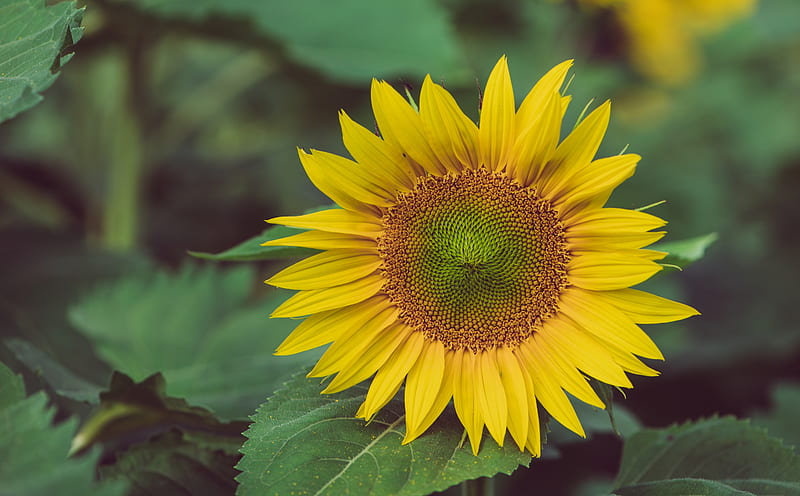 Sunflower Ultra, Nature, Flowers, Flower, Summer, Yellow, Green, Sunflower, Blooming, Bloom, Closeup, HD wallpaper