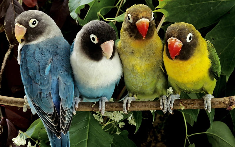 Love birds-Animal World Series, HD wallpaper