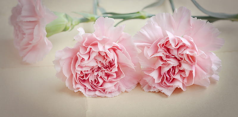 Beautiful Pink Flowers, Flowers, Pink, Carnations, Softness, HD wallpaper