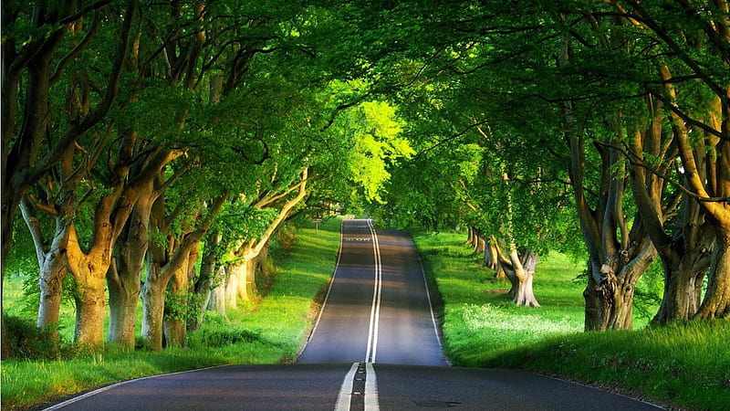 country road in the forest, forest, cool, nature, fun, trees, HD wallpaper