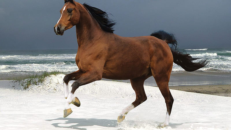 Brown Horse Is Running On Snow With Beach And Sky Background Horse, HD wallpaper