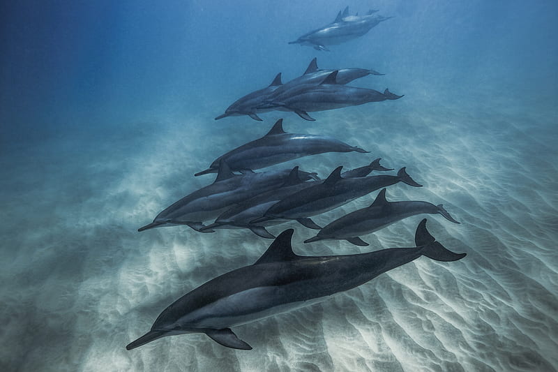 Animal, Dolphin, Sea, Underwater, HD wallpaper