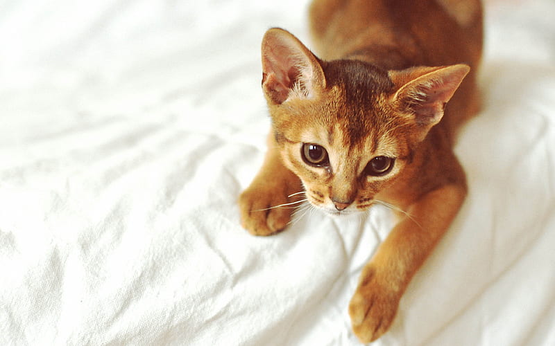 Abyssinian Cat ginger cat, pets, Egyptian cat, Felis catus, HD wallpaper