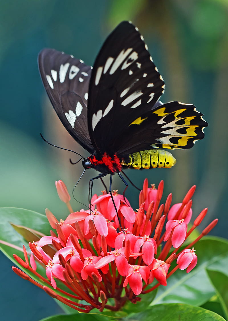 selective focus graphy of black and yellow swallowtail butterfly on ixora during daytime, HD phone wallpaper