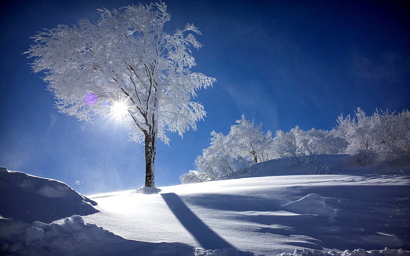 Winter, sun, trees, snow, coldness, ice, SkyPhoenixX1, nature, season ...