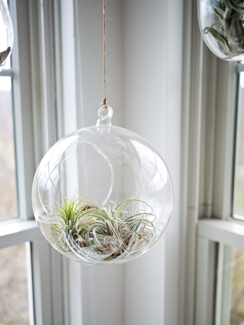 shallow focus graphy of clear glass hanging terrarium, HD phone wallpaper