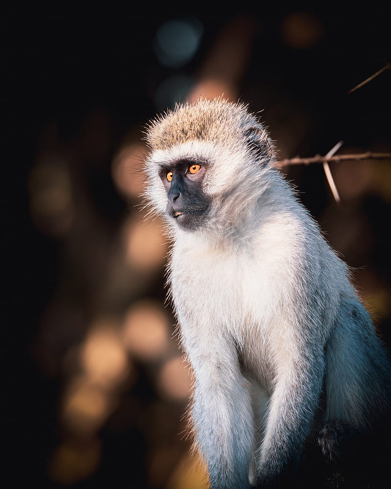 vervet monkey, monkey, wildlife, HD phone wallpaper