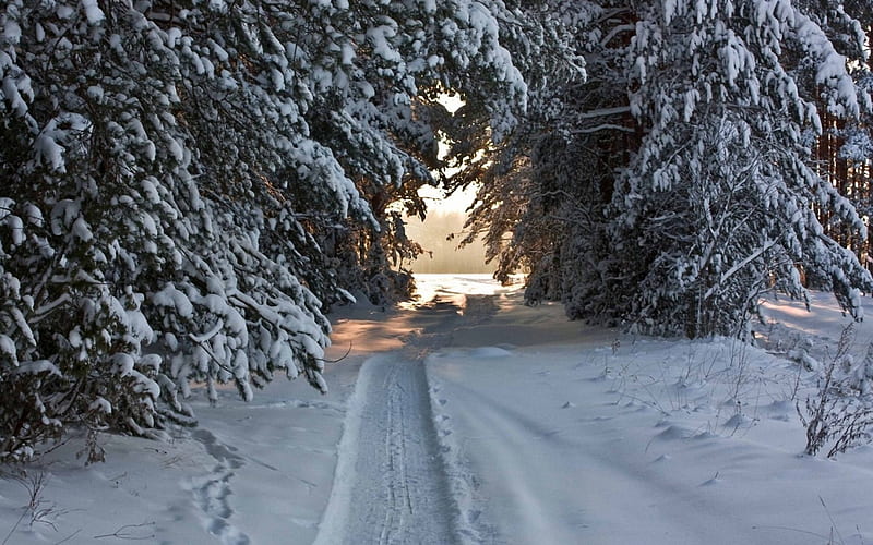 Ski Track, track, snow, nature, ski, trees, winter, HD wallpaper