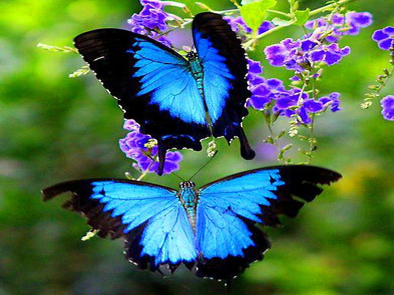 The Pair, Morpho, black, beauty, butterflies, pair, blue, HD wallpaper