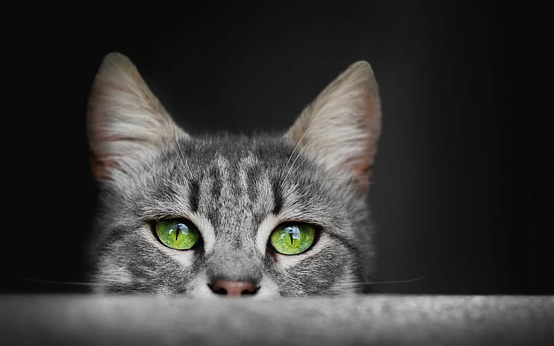 gray cat, green eyes, long ears, cute animals, American short-haired cat, HD wallpaper