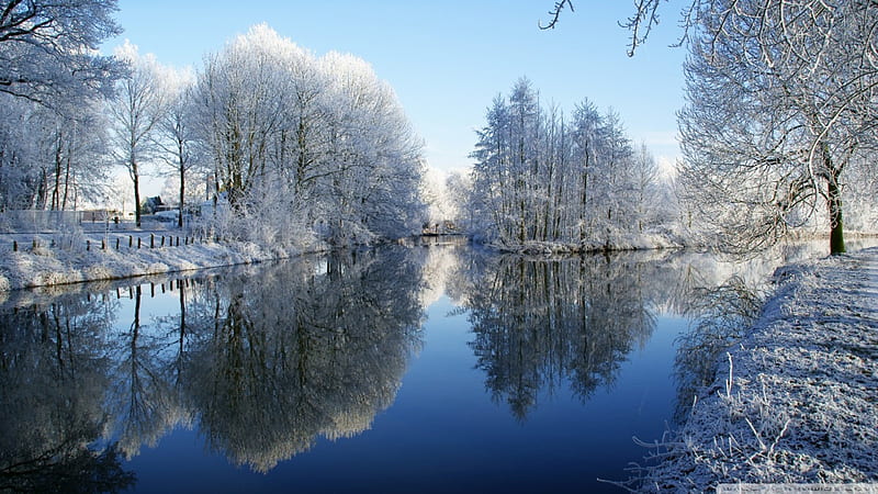 Frozen trees reflected in water, trees, lake, zing, winter, HD wallpaper